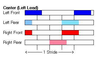 Canter (Left Lead) -  Hoof-fall Sequence & Timing