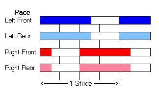 Pace - Hoof-fall Sequence & Timings