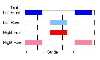 Trot - Hoof-fall Sequence & Timing