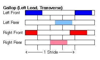 Gallop (Left Lead) - Hoof-fall Sequence & Timing