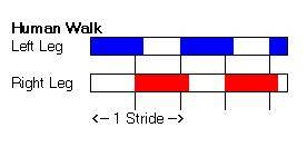 Human Walk - Footfall Sequence & Timings